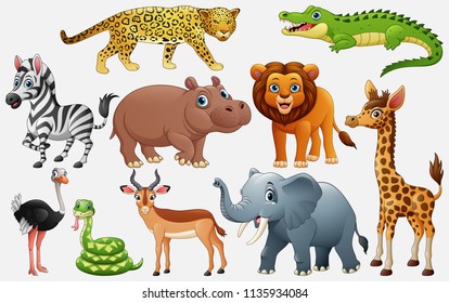 Cartoon wild animals on white background