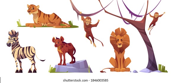 Cartoon wild animals tiger, monkeys, hyena, zebra and lion with ape. Jungle inhabitants predators and herbivorous in zoo park or safari outdoor area. Beasts in fauna, isolated vector illustrations set