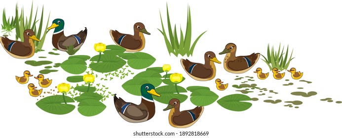 Cartoon wild ducks (Anas platyrhynchos) and yellow water-lily plants with green leaves and yellow flowers isolated on white background