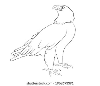 Cartoon  wild eagle isolated on a white background. Vector illustration.