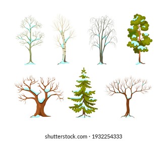 Cartoon winter tree set. Seasonal tree with and without leaves and evergreen plants spruce and pine. Planting trees for garden forest park isolated vector