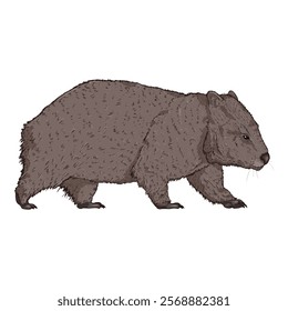 Cartoon Wombat Full Body Illustration.