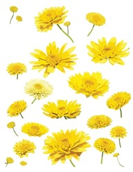 Cartoon Yellow Chrysanthemum Flower , Clip Art , Vector , Illustration