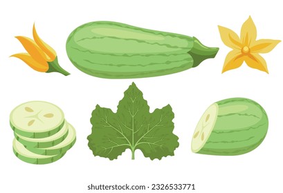 Cartoon zucchini marrow vegetable set. Squash salad ingredients, cabarets whole slice leaf flower elements, fresh green marrows agriculture vegetables isolated vector illustration