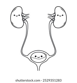 Cartoon-style kidneys with bladder, perfect for urinary system educational materials and infographics