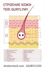 Cartaz médico em russo e cazaque mostrando a anatomia da pele e do cabelo humano: camadas de epiderme, derme, hipodérmica, glândulas e folículos. Projetado para estéticos e clínicas.