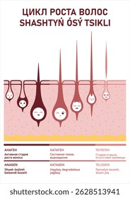 Cartoon-style medical poster in Russian and Kazakh showing the human hair growth cycle: anagen, catagen, telogen, and shedding. Designed for dermatologists and beauty professionals.