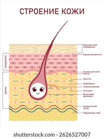 Cartaz médico em russo mostrando a estrutura da pele e do cabelo humanos: epiderme, derme, hipodérmica, folículo, glândulas, vasos. Projetado para clínicas dermatológicas e estéticas.