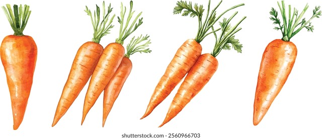 Cartoon-style orange carrot. Hand-painted watercolor Easter Bunny symbol on a white background.

