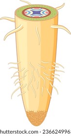 Eine Vektorgrafik im Cartoon-Stil, die die Struktur der isolierten Wurzel einer Pflanze darstellt
