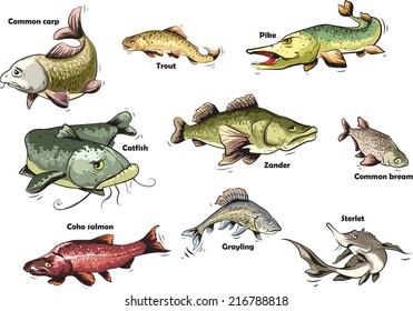 Cartoon-style vector illustration of freshwater river fish.