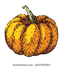 carving pumpkin hand drawn. spice pie, orange squash, lantern patch carving pumpkin vector sketch. isolated color illustration