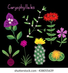 Caryophyllales Plant Order Vector Examples