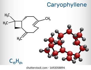 Caryophyllene, beta-Caryophyllene, C15H24 molecule. It is natural bicyclic sesquiterpene that is aconstituent of many essential oils. Structural chemical formula and molecule model. Vector 