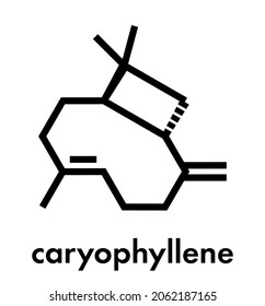 Caryophyllene molecule. Constituent of multiple herbal essential oils, including clove oil. Skeletal formula.