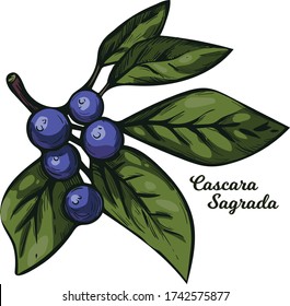 Cascara Sagrada bearberry plant with green leaves isolated vector illustration. Rhamnus purshiana, cascara buckthorn sagrada and Chinook Jargon, chittem stick and chitticum Frangula purshiana