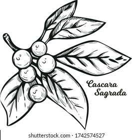 Cascara Sagrada bearberry plant with leaves isolated vector illustration. Rhamnus purshiana, cascara buckthorn sagrada and Chinook Jargon 