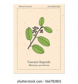 Cascara Sagrada (Rhamnus Purshiana), Or Persian Bark, Medicinal Plant. Hand Drawn Botanical Vector Illustration