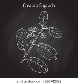 Cascara Sagrada (Rhamnus Purshiana), Or Persian Bark, Medicinal Plant. Hand Drawn Botanical Vector Illustration