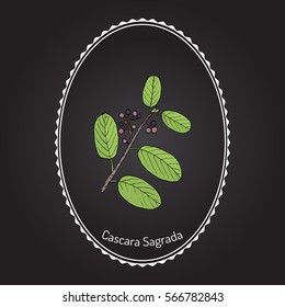 Cascara Sagrada (Rhamnus Purshiana), Or Persian Bark, Medicinal Plant. Hand Drawn Botanical Vector Illustration