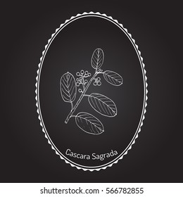 Cascara Sagrada (Rhamnus Purshiana), Or Persian Bark, Medicinal Plant. Hand Drawn Botanical Vector Illustration