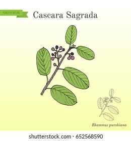 Cascara Sagrada (Rhamnus Purshiana), Or Persian Bark, Medicinal Plant. Hand Drawn Botanical Vector Illustration