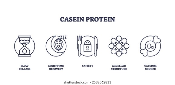 Los íconos de proteínas de caseína representan la Autorización lenta, la recuperación nocturna, la saciedad, la estructura micelar y la fuente de calcio. Conjunto de iconos de esquema.