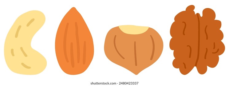 Cashew, almond, hazelnut, walnut. Collection on nuts. Flat design. Hand drawn illustrations on white background.