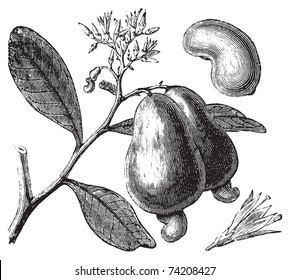 Cashew or Anacardium occidentale tree, apple and nuts vintage engraving. Old engraved illustration of caju tree, in vector, isolated against a white background.