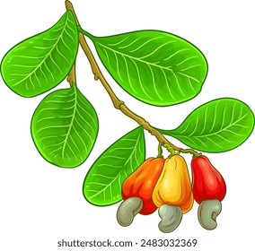 Cashew Branch Colored Detailed Illustration.