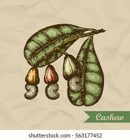 Cashew branch with leaves and nuts. Engraving style illustration. Template for your design. Vector illustration.