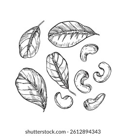 Cashew collection of hand drawn ink vector illustrations. Whole and cut nuts and leaves. Set of objects for label design