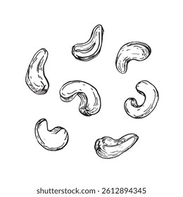 Cashew collection of hand drawn ink vector illustrations. Whole and cut seed and nuts. Set of objects for label design