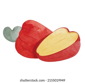 Cashew fruit Design elements. watercolour style vector illustration.