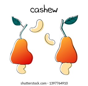 Cashew fruit illustration - apple caju. Vector outline drawing with color silhouette. 