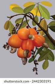 Vector de jambu mete de la fruta del anacardo para el diseño de fondo.