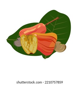 Cashew fruit split with cashew leaves and seeds. vector illustration