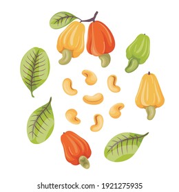 Cashew fruits with leaf and cashew nut 