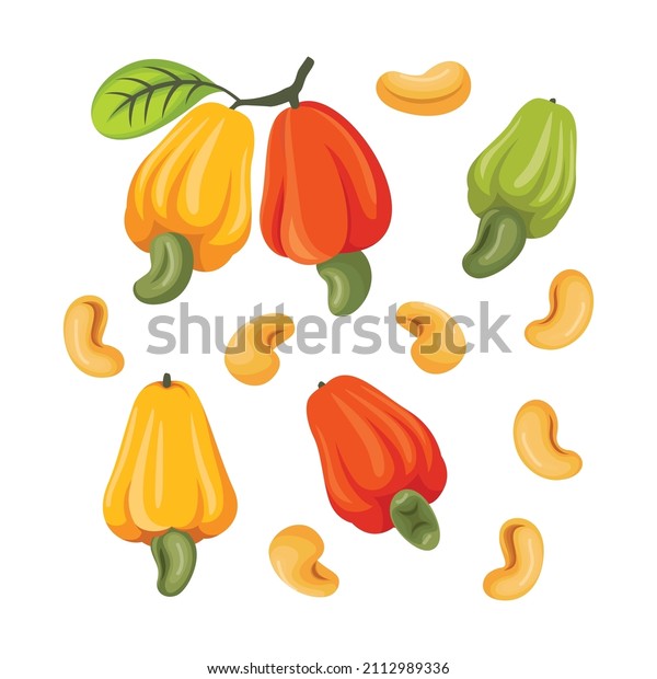 Vetores De Caju Vetores Imagens E Arte Vetorial Stock Shutterstock