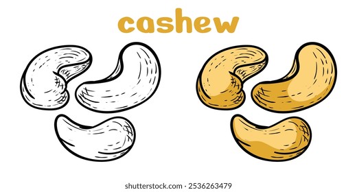 cashew mão desenhada gravura estilo ícone de arte vetorial