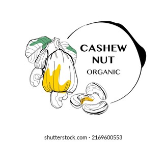 Cashew Hand Drawn Logo.Design For Print , Packaging .Cashew Hand Drawn Banner