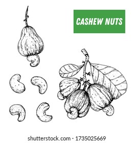 Cashew Hand zeichnen Skizze. Nackte Vektorgrafik. Zweigstelle Cashew.  Bio gesunde Lebensmittel. Ideal für Verpackungsdesign. Stilstil. Schwarz-Weiß-Farbe.