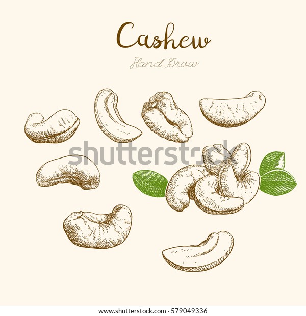 Cashew Handdrawn Sketch Stock Vector (Royalty Free) 579049336