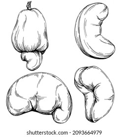 Cashew hand-drawn Vector Illustration isolated on white background. Retro style farm product for restaurant menu, market label, logo, emblem and kitchen design. Decoration for food packaging.