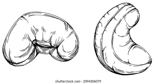 Cashew hand-drawn Vector Illustration isolated on white background. Retro style farm product for restaurant menu, market label, logo, emblem and kitchen design. Decoration for food packaging.