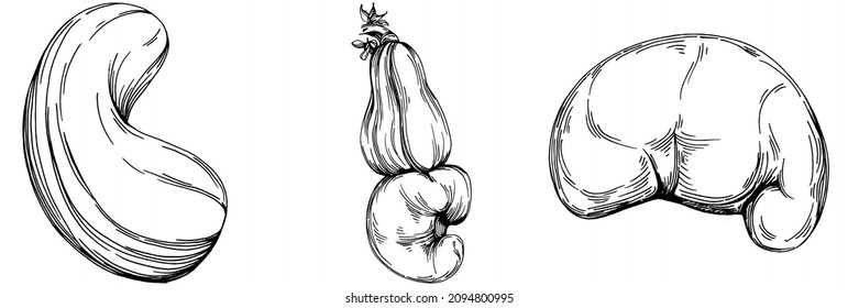 Cashew hand-drawn Vector Illustration isolated on white background. Retro style farm product for restaurant menu, market label, logo, emblem and kitchen design. Decoration for food packaging.
