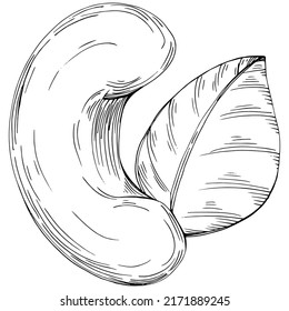 Cashew handgezeichnet Vektorgrafik einzeln auf weißem Hintergrund. Retro-Bauernprodukt für Speisekarte, Marktetikett, Logo, Emblem und Küchendesign. Dekoration für Lebensmittelverpackungen.