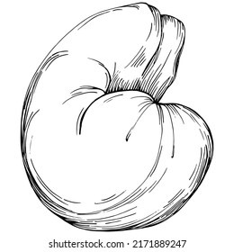 Cashew hand-drawn Vector Illustration isolated on white background. Retro style farm product for restaurant menu, market label, logo, emblem and kitchen design. Decoration for food packaging.