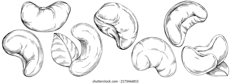 Cashew hand-drawn Vector Illustration isolated on white background. Retro style farm product for restaurant menu, market label, logo, emblem and kitchen design. Decoration for food packaging.