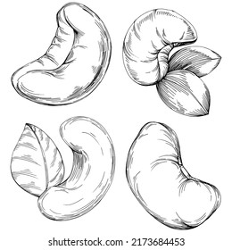 Cashew hand-drawn Vector Illustration isolated on white background. Retro style farm product for restaurant menu, market label, logo, emblem and kitchen design. Decoration for food packaging.